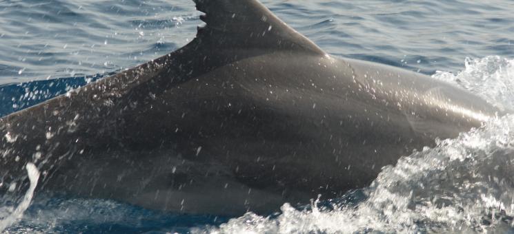 Delfín mular con código TT_D0105, viejo conocido de hace ya 10 años (A. Morata/ANSE)