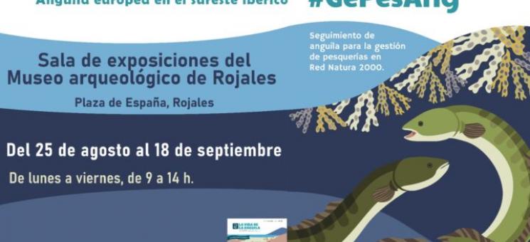 Exposición sobre la anguila en Rojales