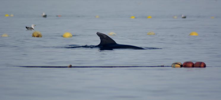 Delfín mular en la almadraba (P. García/ANSE)