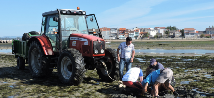 Limpieza de fondos marisqueros de Cambados