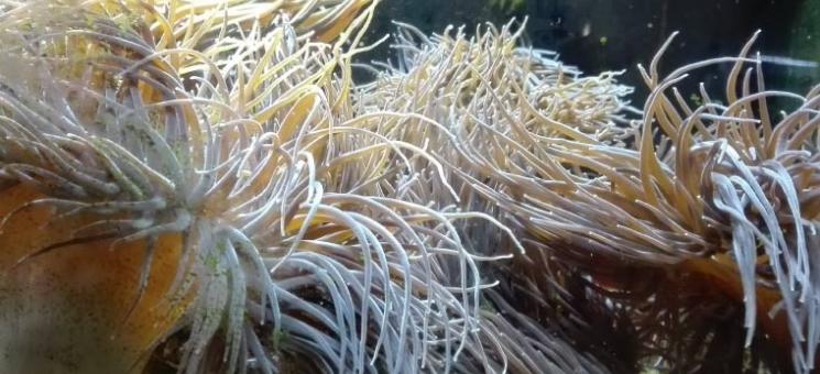 Ortiguilla de mar - Anemonia sulcata