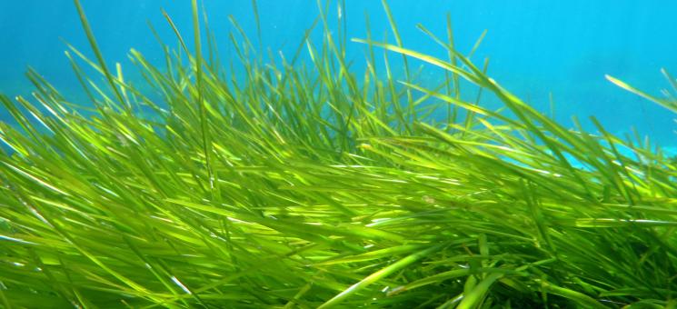 Posidonia oceánica