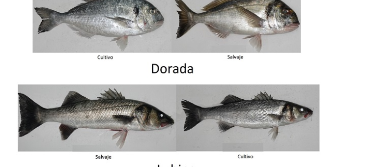 Ejemplares de dorada y lubina salvajes y de cultivo.