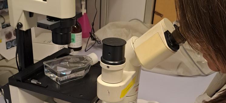 Análisis de las muestras de dinfagelados en laboratorio. Análisis de las muestras de dinfagelados en laboratorio.