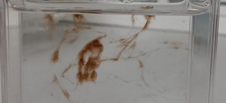 Estudio de toxinas marinas en el laboratorio.