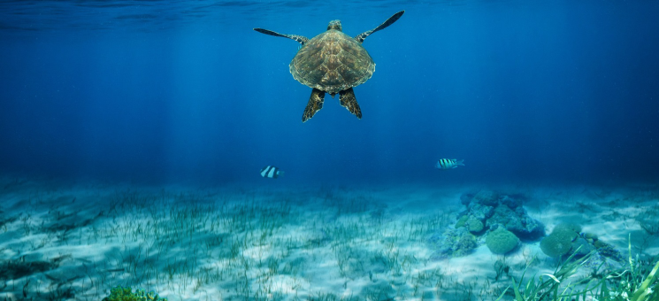 Ejemplar de tortuga nadando.