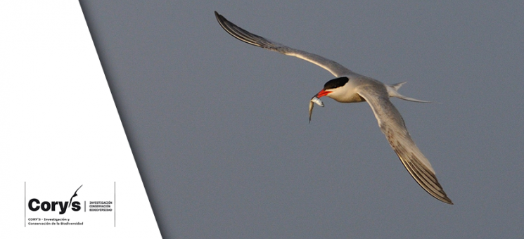 Portada ZEPAPESCA. Charrán común (Sterna hirundo). Foto: © Juan Bécares (CORY'S)