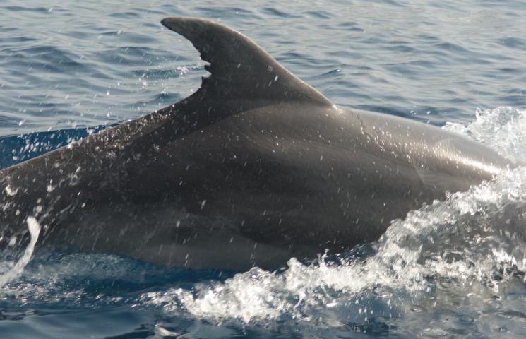 Delfín mular con código TT_D0105, viejo conocido de hace ya 10 años (A. Morata/ANSE)