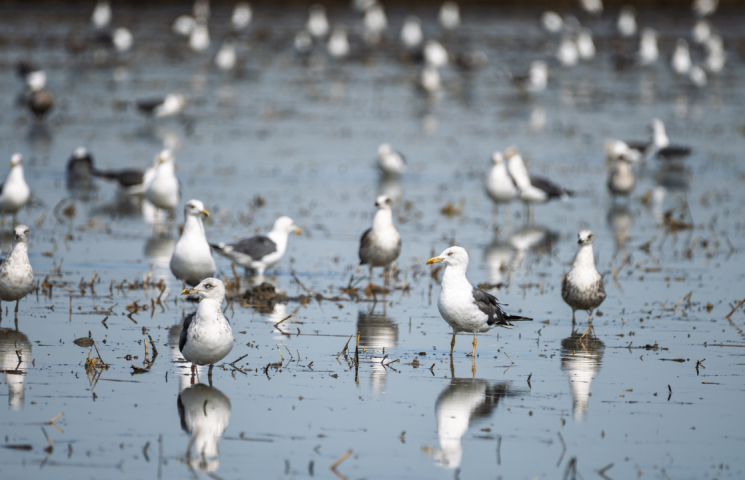 Grupo de aves marinas.