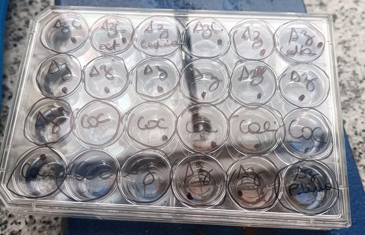 Estudio de la ciguatera en el laboratorio. Estudio de la ciguatera en el laboratorio.