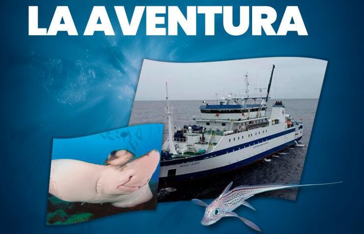Cartel de MEDITS 2025.