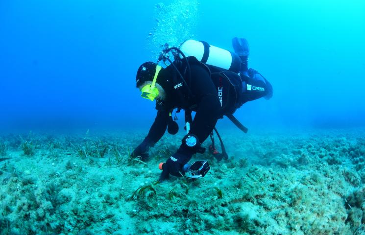 Trabajos del proyecto en praderas de posidonia oceánica.