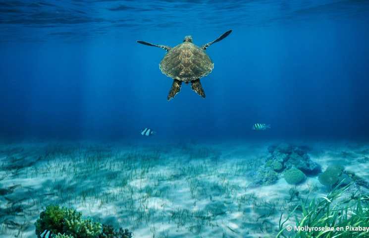 Ejemplar de tortuga nadando.