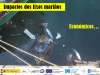 Impoactos económicos de las basuras marinas Basuras marinas